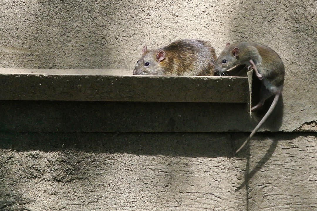 Rattenoverlast: Voorkomen en bestrijden