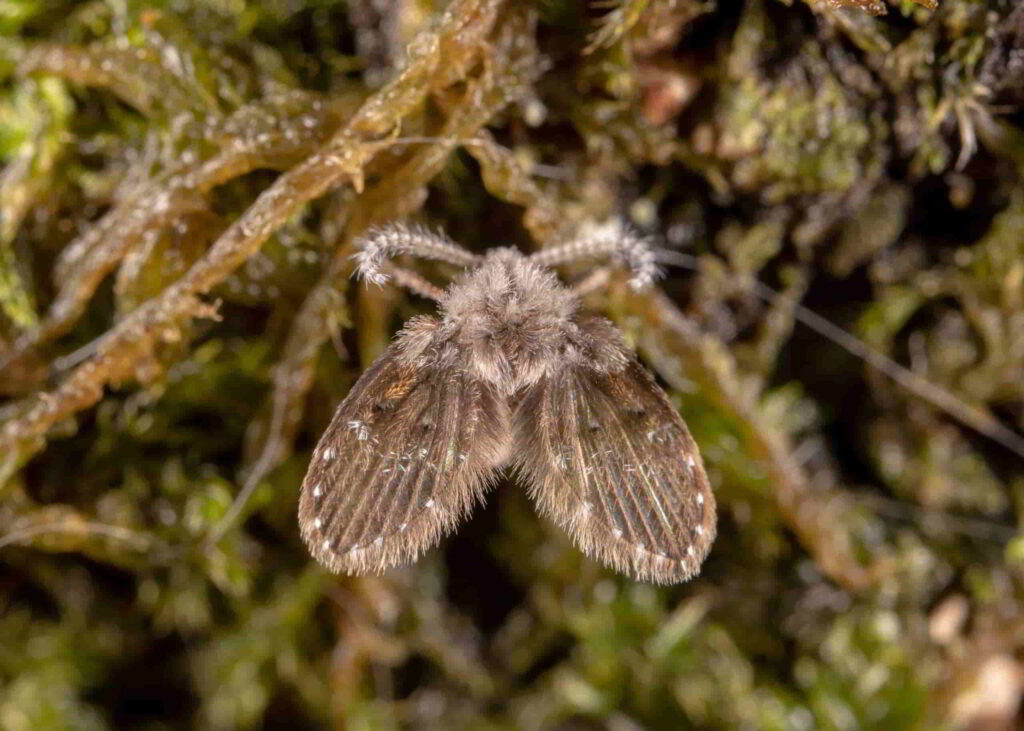 Rioolvlieg: Herkennen, leefwijze en bestrijding