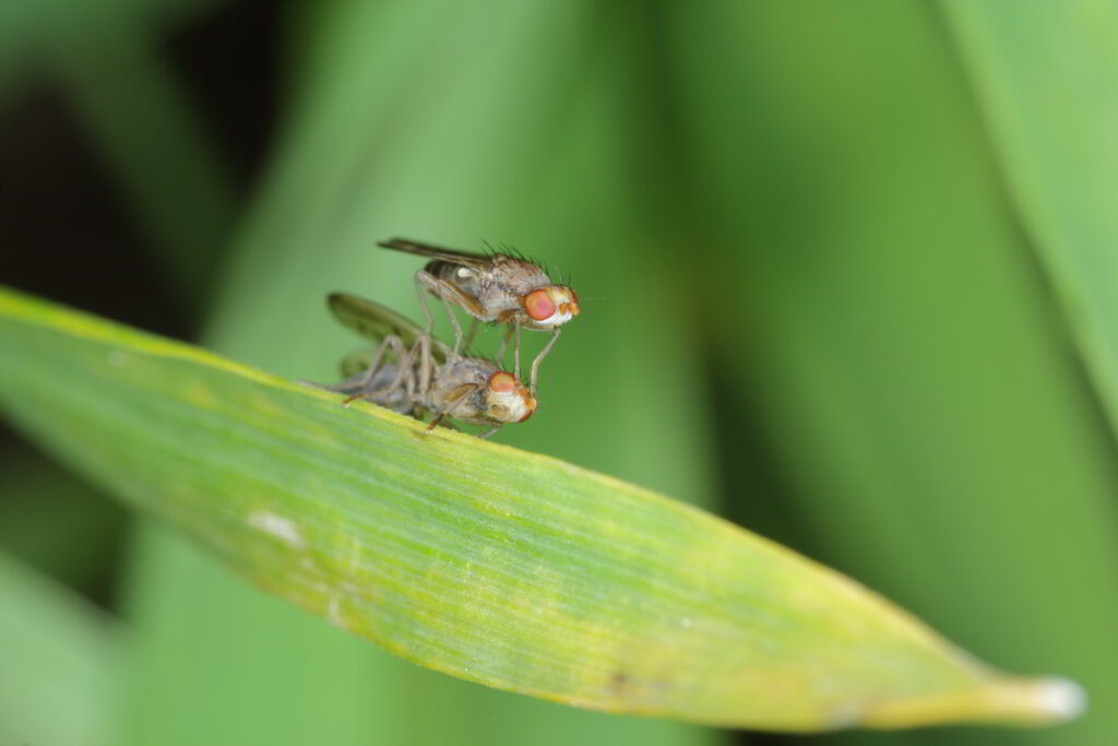 grasvliegen