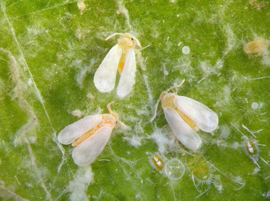 witte vlieg herkennen