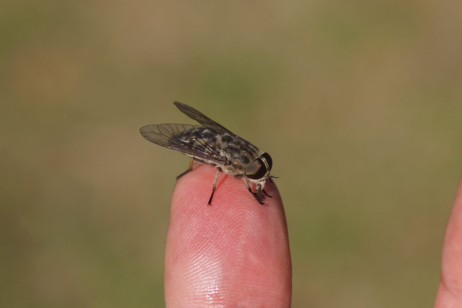 Dazen (Tabanidae): Herkenning, leefwijze en bestrijding