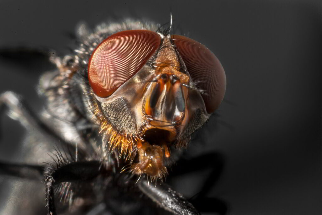 huisvlieg ingezoomd