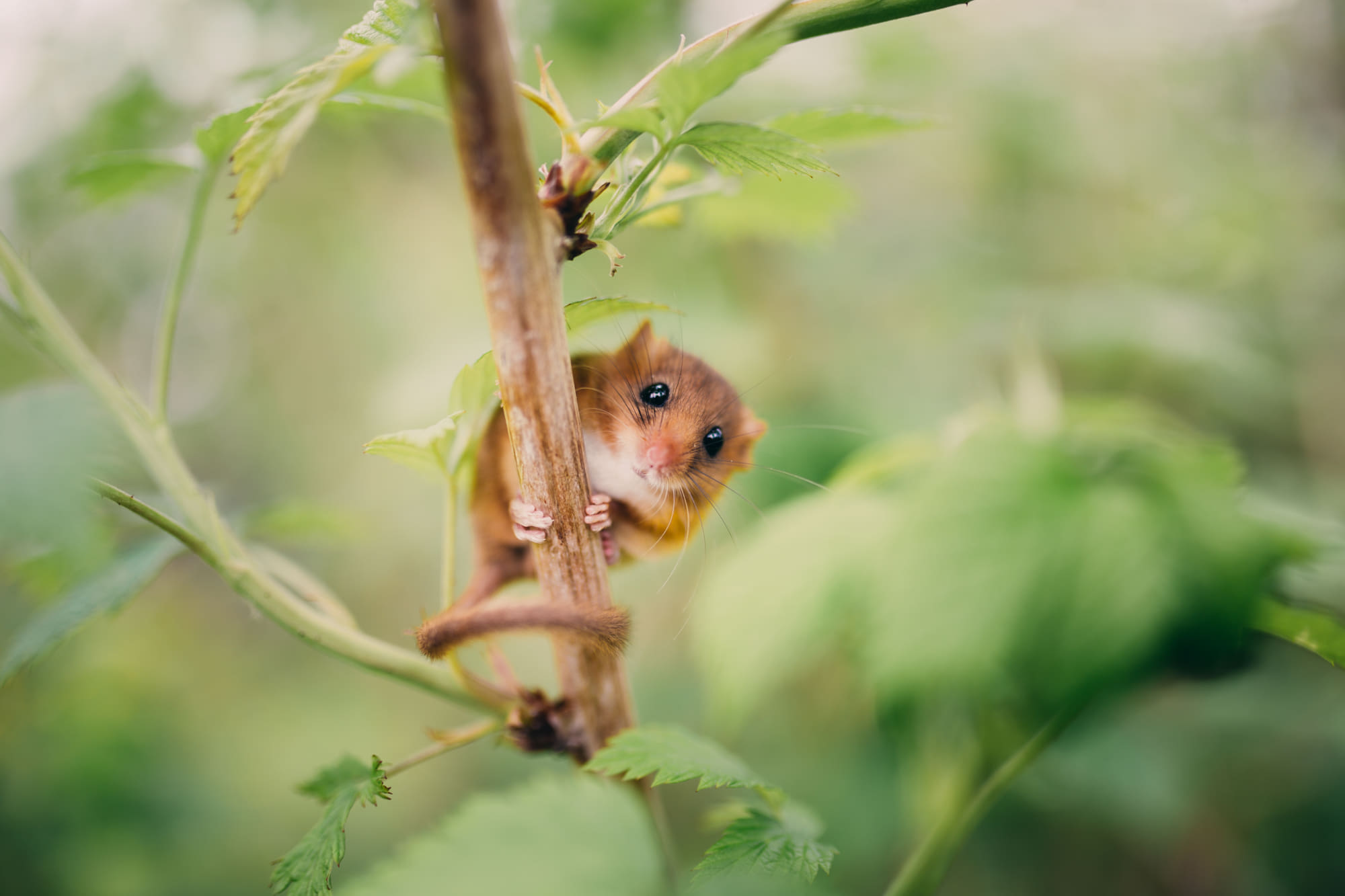 Muizen weren: Preventiemaatregelen en tips
