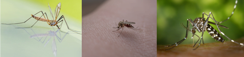 muggenvanger muggenval