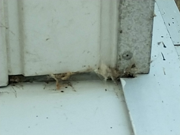 handleiding spinnen weg concentraat