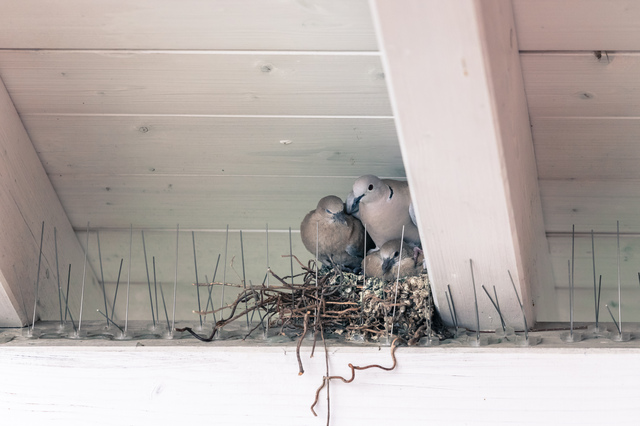 Handleiding vogelpinnen correct monteren