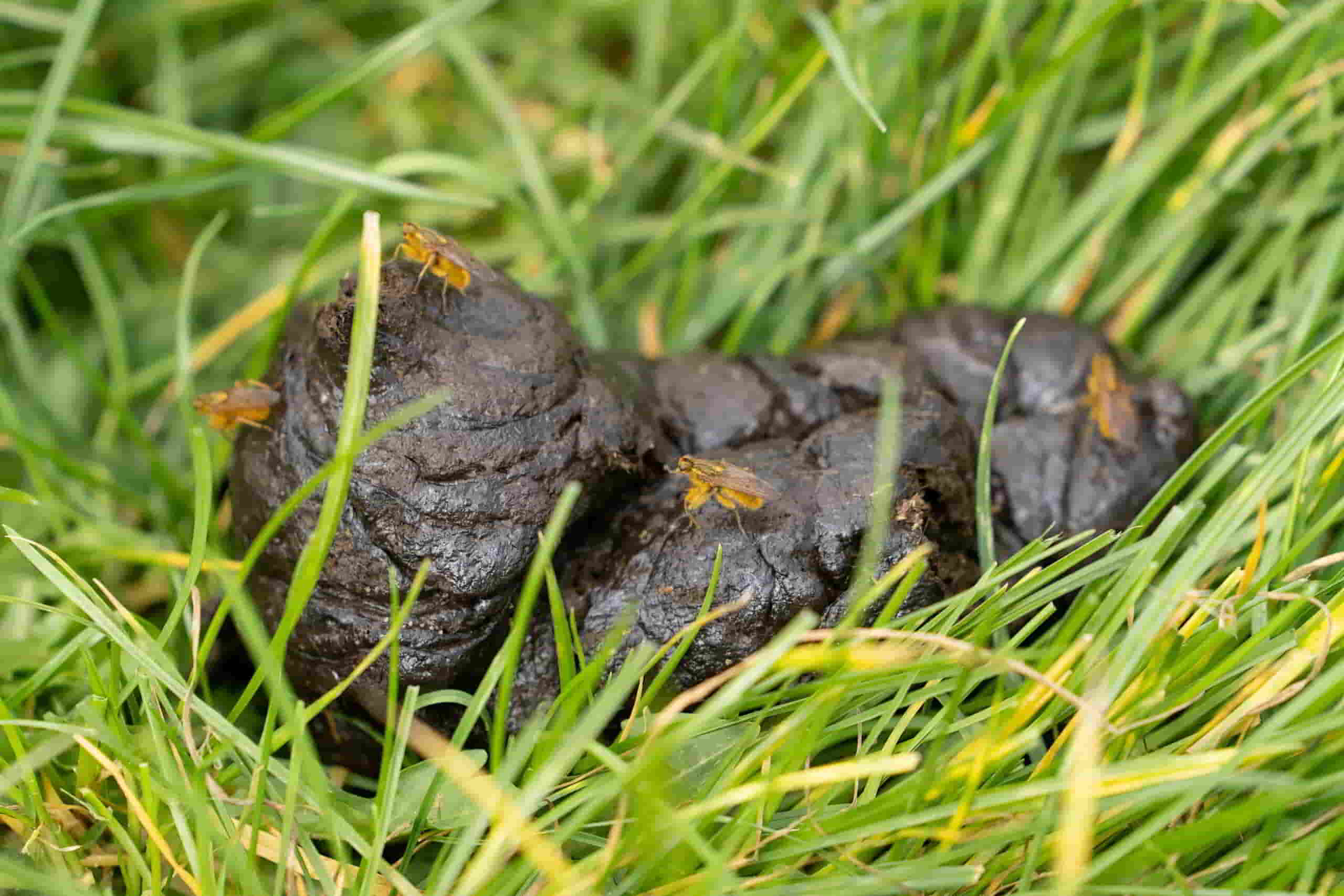 Strontvlieg: Herkennen, leefwijze en bestrijding