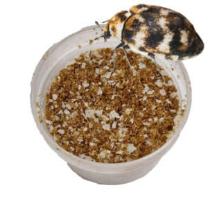 Kever Lokmiddel Lokstof