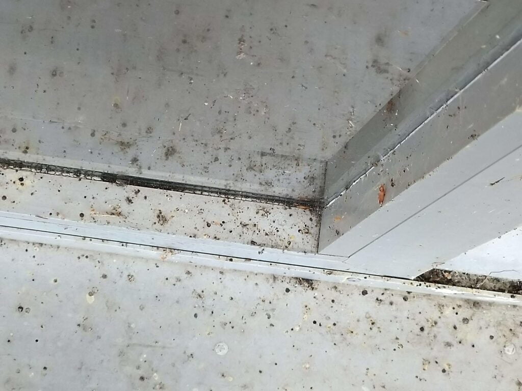 Spinnen Weg Concentraat