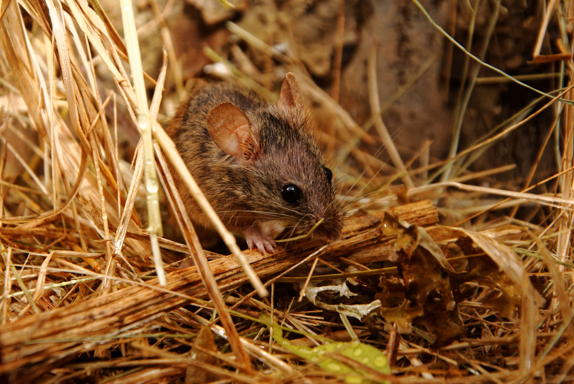 Veldmuis: Soorten en kenmerken