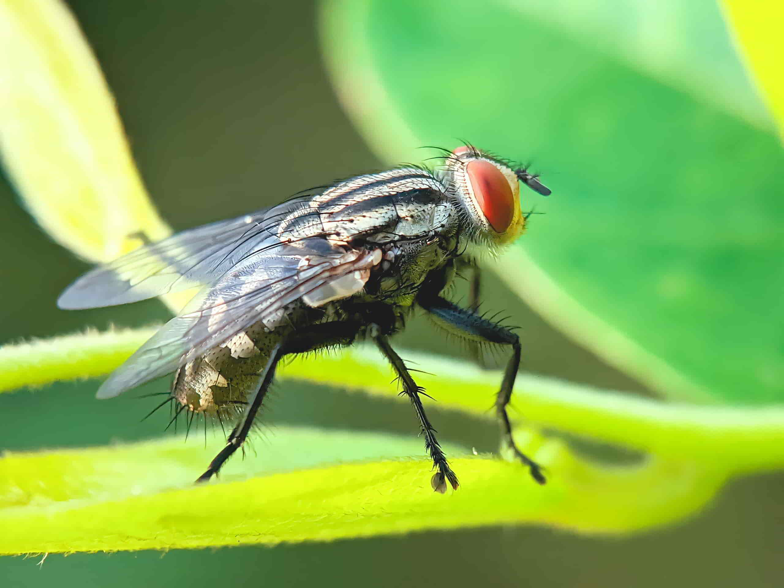 Vliegen bestrijden: Locaties, vallen en alternatieven