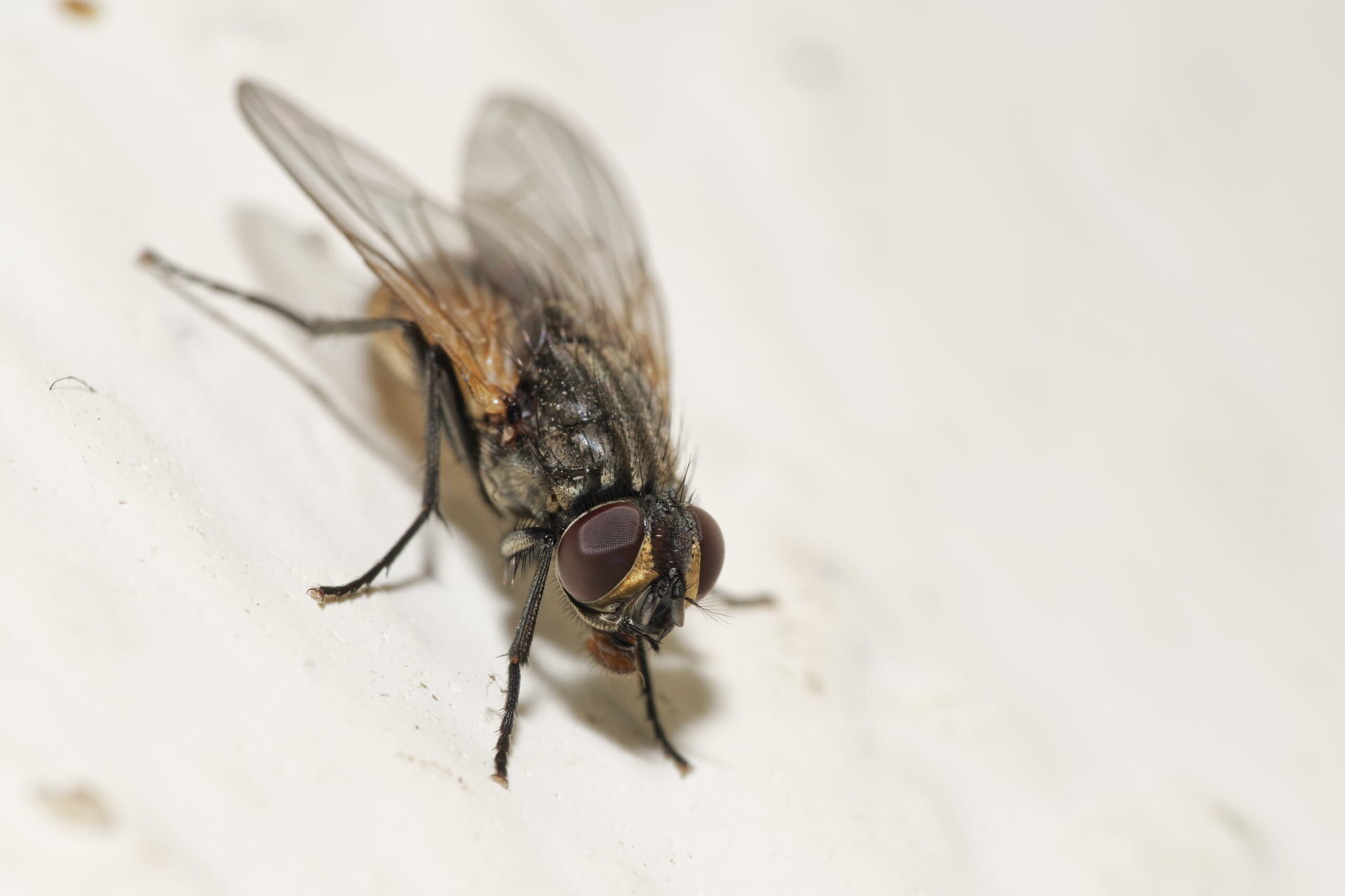 Beste vliegenval: Top 5 vliegenvallen