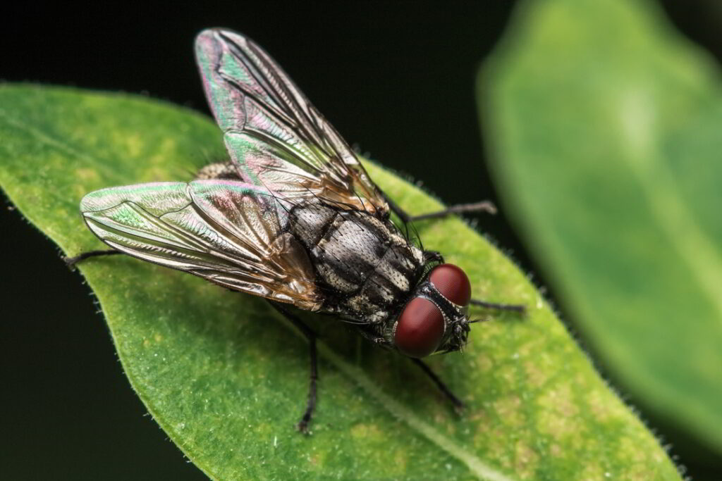 vlieg op blad in de tuin