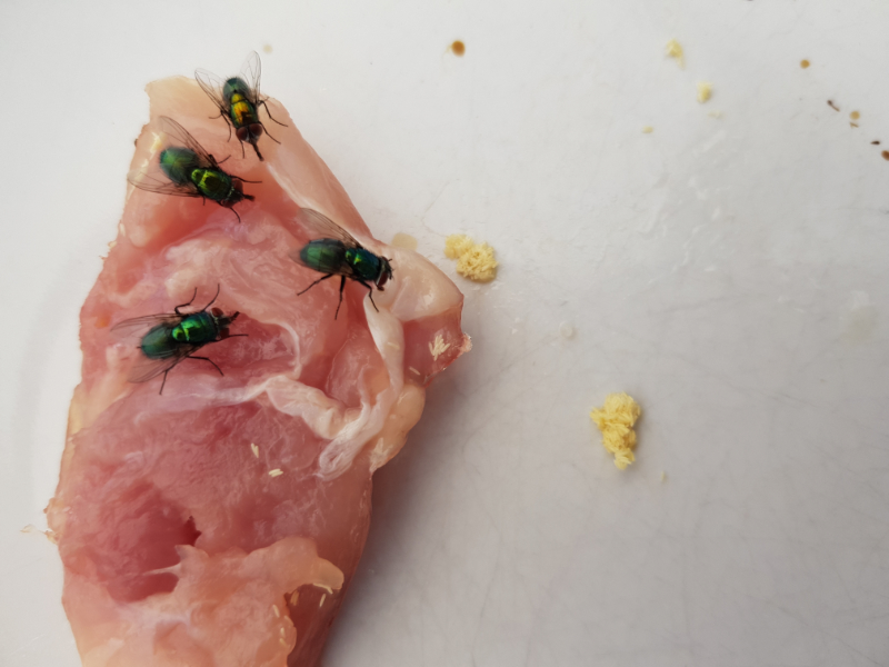 wat is een vliegenzak