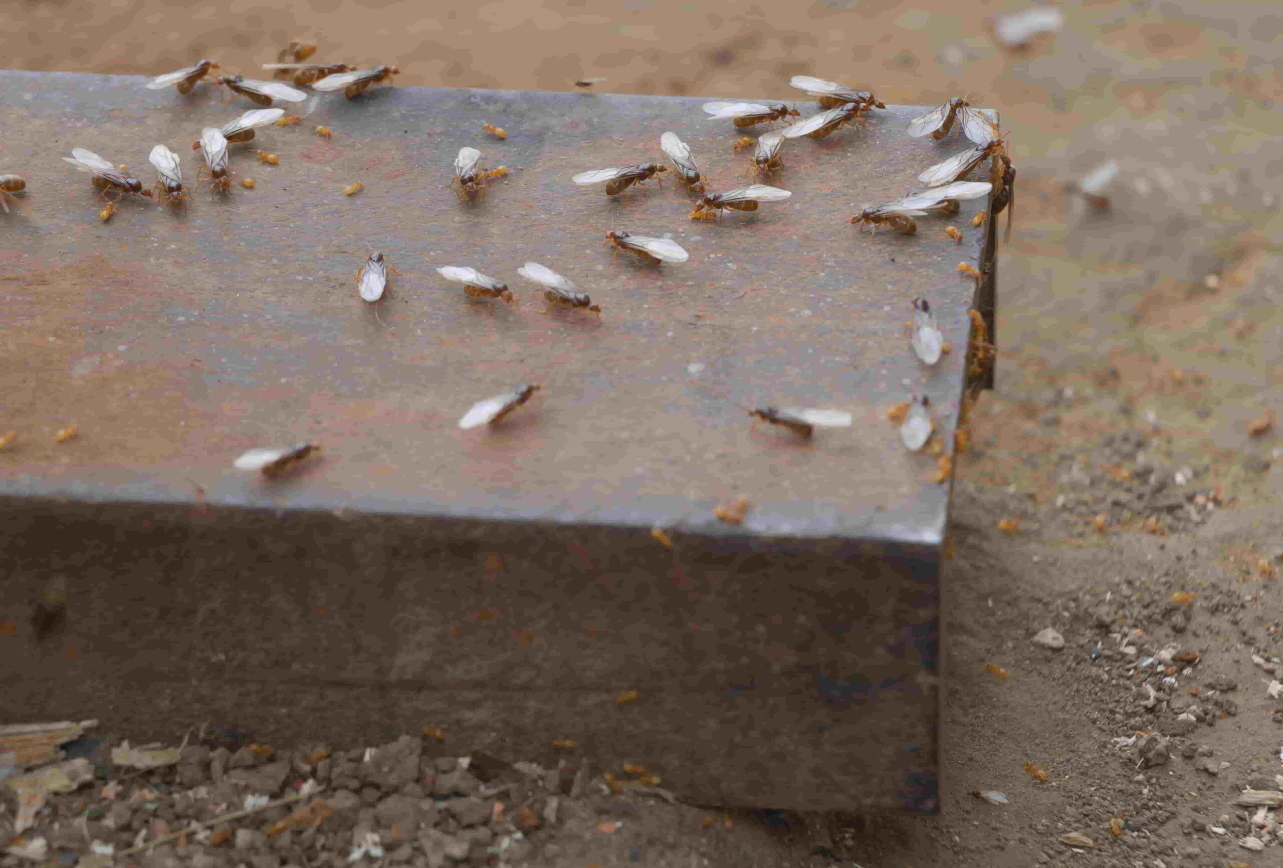 Vliegenplaag: Oorzaken en oplossingen