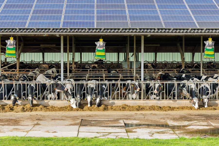 Wat is een vliegenzak?