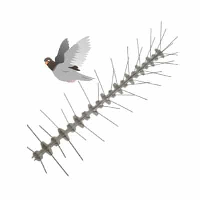 Handleiding Vogelpinnen