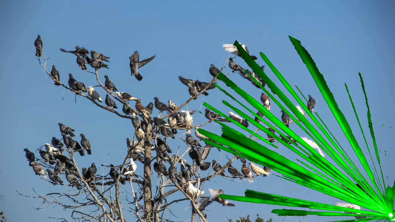 Vogels verjagen met laser
