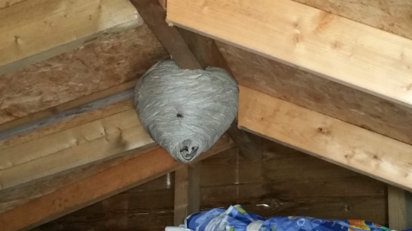 wespen bestrijden Rosmalen 