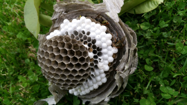 wespen bestrijden Rosmalen 