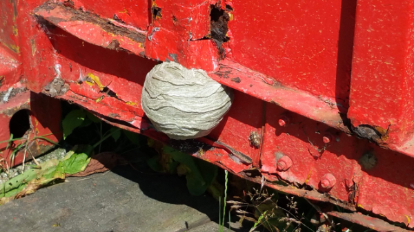 wespen bestrijden Rosmalen 