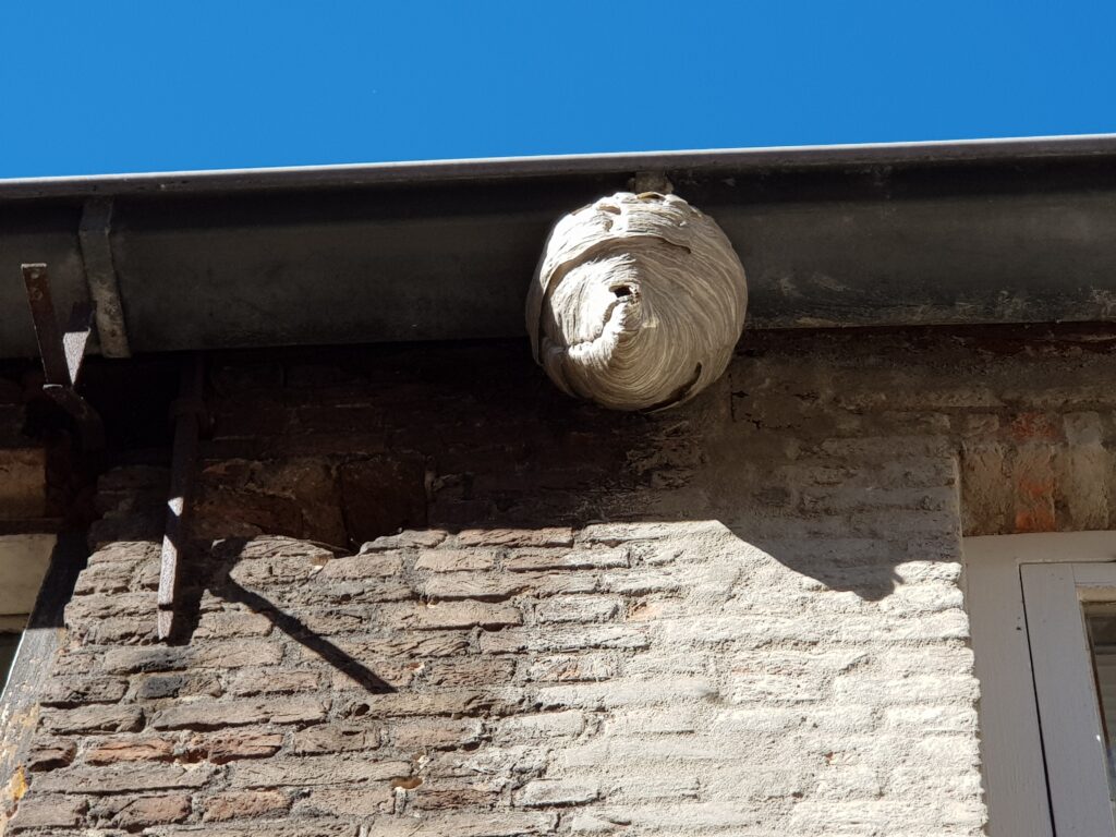 wespen bestrijden Rosmalen