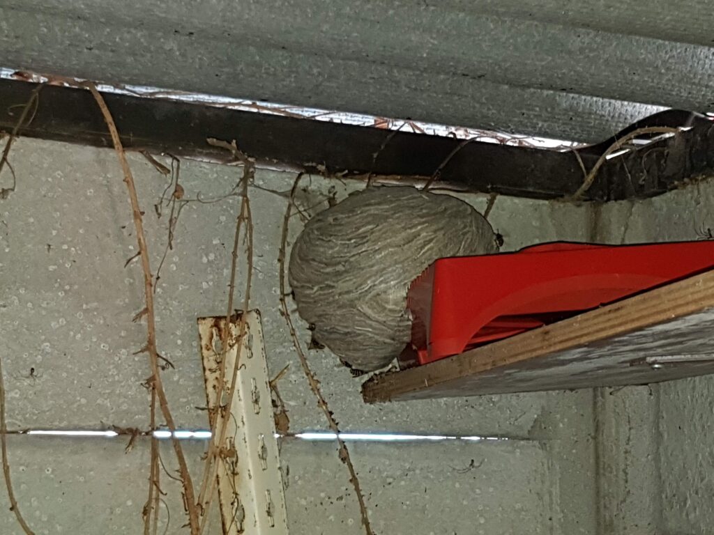 wespen bestrijden Rosmalen