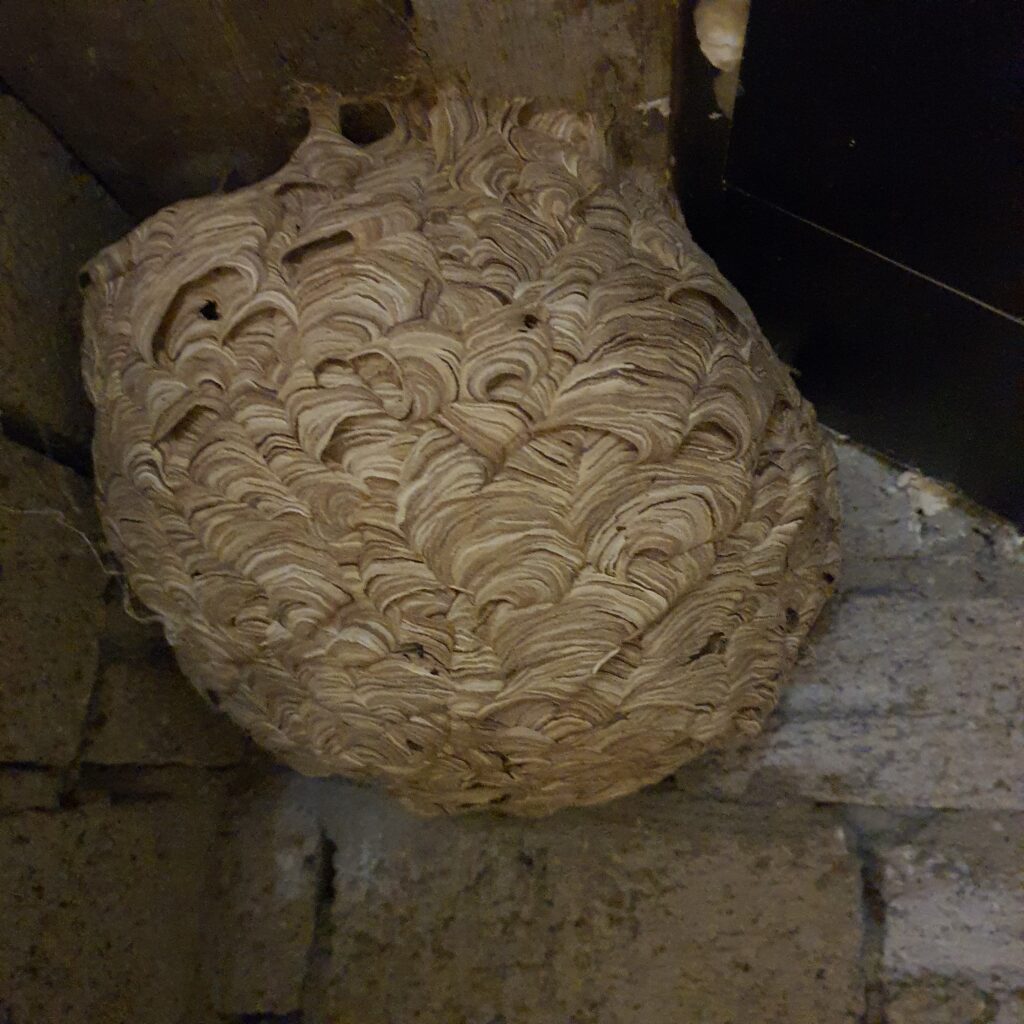 wespen bestrijden Rosmalen