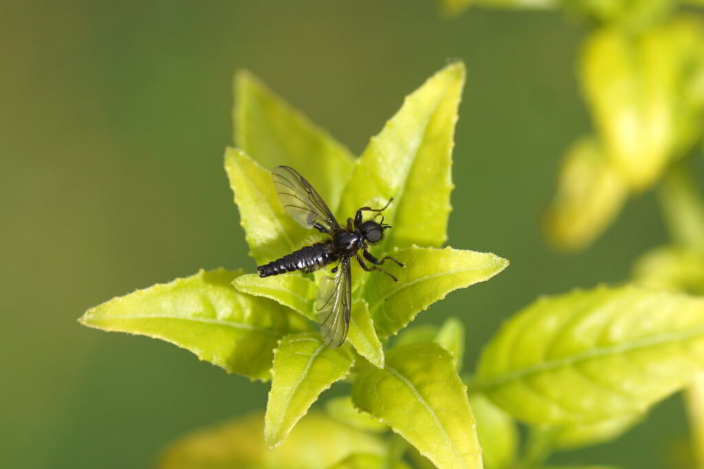 zwarte vlieg met bladeren