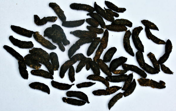 zwarte ratten uitwerpselen